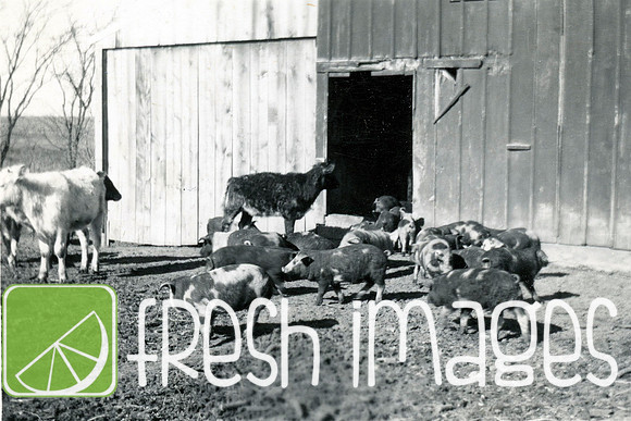 1950 Animals