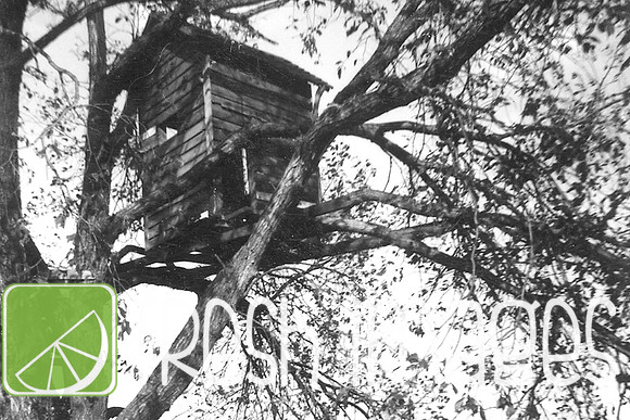 1950 treehouse